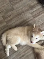 Mia, a female Alaskan Malamute for sale in Dayton, OH – 1 of 1