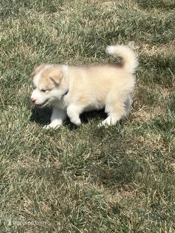 Annie – Alaskan Malamute puppy for sale in Dayton, OH