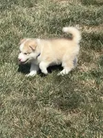 Annie, a female Alaskan Malamute for sale in Dayton, OH – 1 of 1