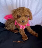 Tiny Toy Poodle girl, a female Poodle - Toy  for sale in Downey, CA – 2 of 2