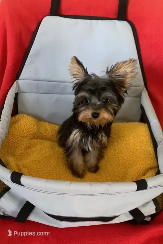 Boy teacup Yorkie  – Yorkshire Terrier puppy for sale in Downey, CA