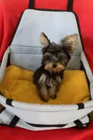Boy teacup Yorkie , a male Yorkshire Terrier for sale in Downey, CA – 1 of 3