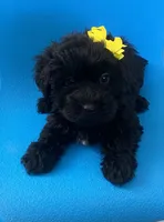 Cutie black female YorkiePoo , a female Yorkshire Terrier and Poodle - Toy  for sale in Downey, CA – 3 of 3