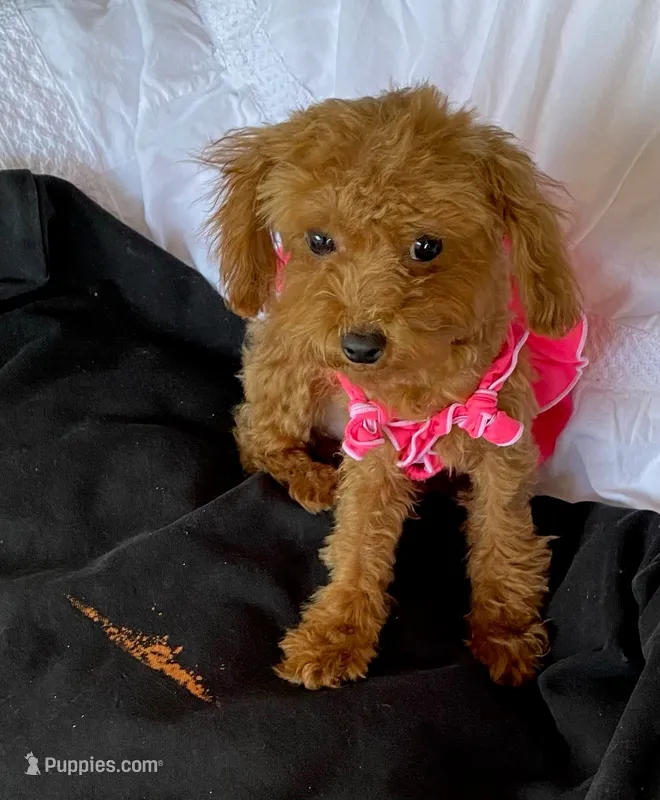 Tiny Toy Poodle girl – Poodle - Toy  puppy for sale in Downey, CA