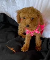 Tiny Toy Poodle girl, a female Poodle - Toy  for sale in Downey, CA – 1 of 2