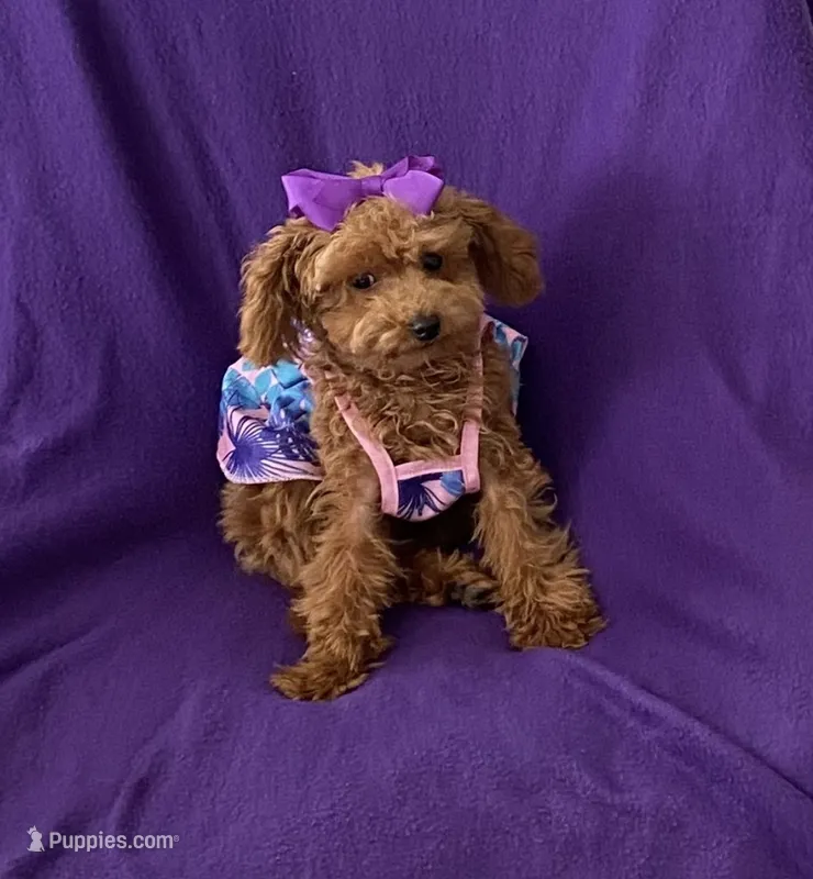 Tiny Toy Poodle girl – Poodle - Toy  puppy for sale in Downey, CA