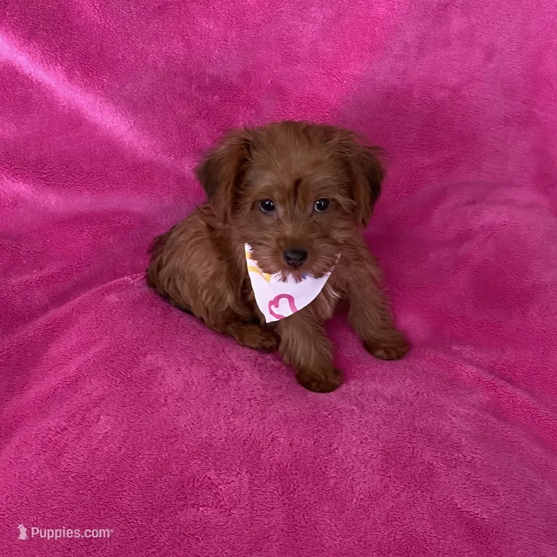 Cutie baby girl Yorkipoo  – Yorkipoo puppy for sale in Downey, CA