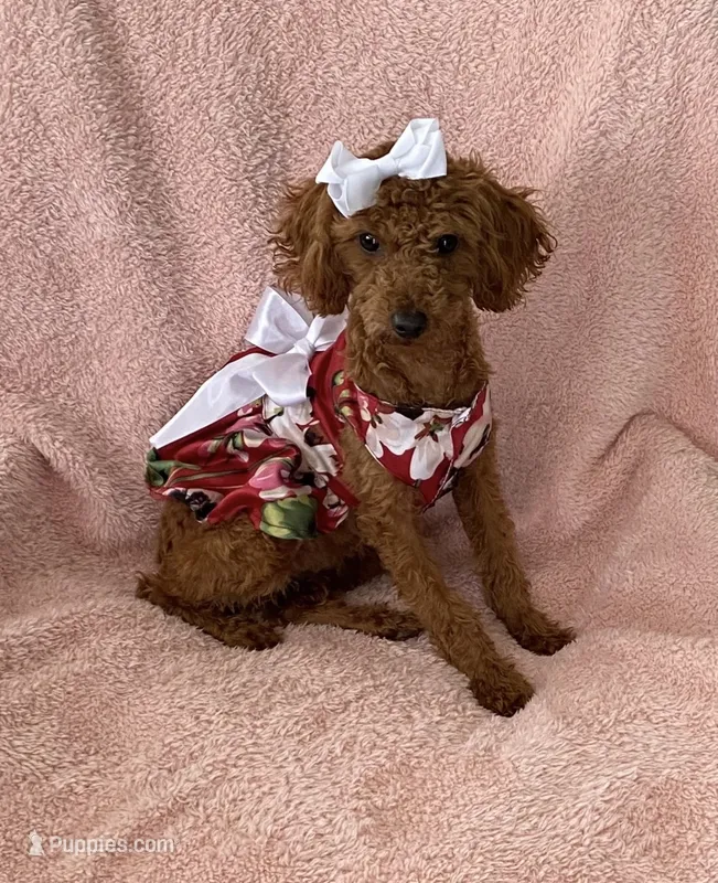 LiLy  – Poodle - Toy  puppy for sale in Downey, CA