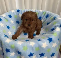 Cutie baby girl Yorkipoo , a female Yorkipoo for sale in Downey, CA – 3 of 3