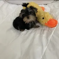 Tiny baby Yorkie boy, a male Yorkshire Terrier for sale in Downey, CA – 3 of 3