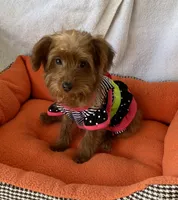 Cutie Toy Yorkipoo girl, a female Yorkipoo for sale in Downey, CA – 2 of 3