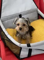 Playful Teacup Yorkie boy, a male Yorkshire Terrier for sale in Downey, CA – 2 of 3