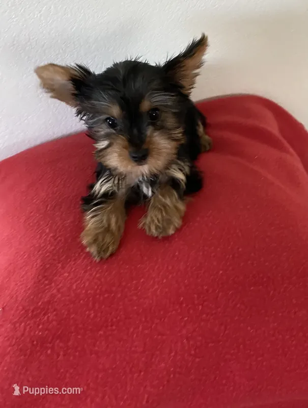 Teacup Yorkie male  – Yorkshire Terrier puppy for sale in Downey, CA