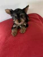 Teacup Yorkie male , a male Yorkshire Terrier for sale in Downey, CA – 1 of 3