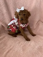 LiLy , a female Poodle - Toy  for sale in Downey, CA – 2 of 3