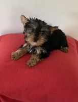 Teacup Yorkie male , a male Yorkshire Terrier for sale in Downey, CA – 2 of 3