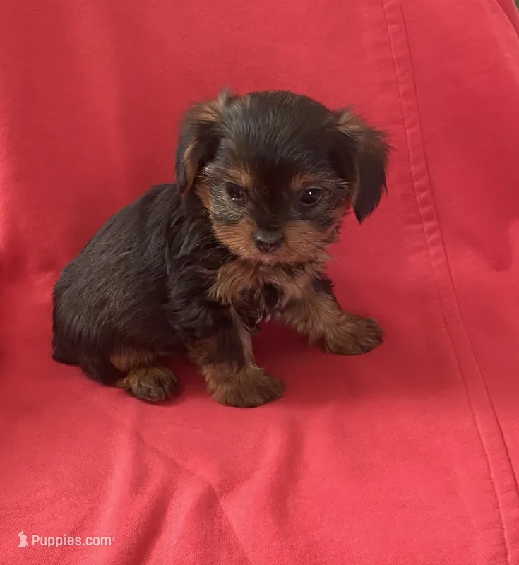 Adorable female YorkiePoo  – Yorkipoo, Yorkshire Terrier puppy for sale in Downey, CA