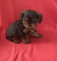 Adorable female YorkiePoo , a female Yorkipoo and Yorkshire Terrier for sale in Downey, CA – 1 of 3