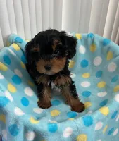 Playful boy #1, a male Yorkipoo for sale in Downey, CA – 2 of 2