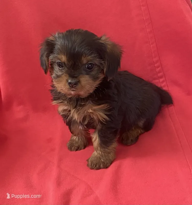 Adorable female YorkiePoo  – Yorkipoo, Yorkshire Terrier puppy for sale in Downey, CA