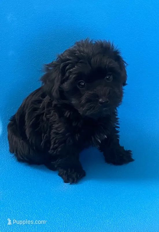 Black beauty Boy YorkiePoo  – Yorkshire Terrier, Poodle - Toy  puppy for sale in Downey, CA