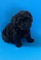Black beauty Boy YorkiePoo , a male Yorkshire Terrier and Poodle - Toy  for sale in Downey, CA – 1 of 3