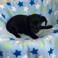 Black beauty YorkiePoo boy, a male Yorkipoo for sale in Downey, CA – 3 of 3