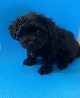 Black beauty Boy YorkiePoo , a male Yorkshire Terrier and Poodle - Toy  for sale in Downey, CA – 3 of 3
