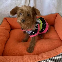 Cutie Toy Yorkipoo girl, a female Yorkipoo for sale in Downey, CA – 3 of 3