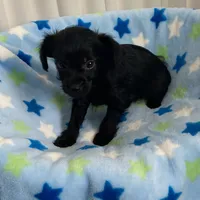 Black beauty YorkiePoo boy, a male Yorkipoo for sale in Downey, CA – 2 of 3