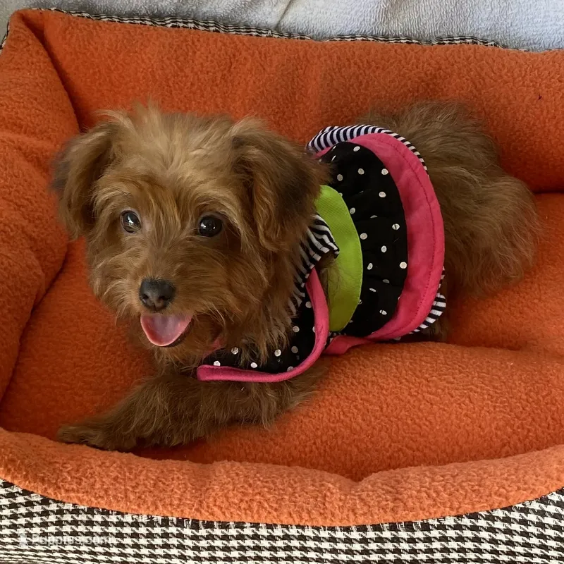 Cutie Toy Yorkipoo girl – Yorkipoo puppy for sale in Downey, CA