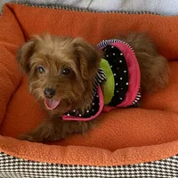 Cutie Toy Yorkipoo girl, a female Yorkipoo for sale in Downey, CA – 1 of 3
