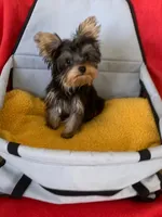 Boy teacup Yorkie , a male Yorkshire Terrier for sale in Downey, CA – 2 of 3