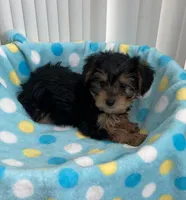 Sweet boy #2, a male Yorkipoo for sale in Downey, CA – 2 of 2