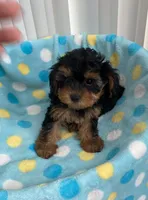 Baby girl, a female Yorkipoo for sale in Downey, CA – 2 of 2