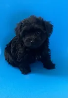 Black beauty Boy YorkiePoo , a male Yorkshire Terrier and Poodle - Toy  for sale in Downey, CA – 2 of 3