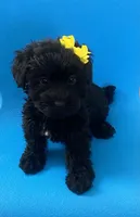 Cutie black female YorkiePoo , a female Yorkshire Terrier and Poodle - Toy  for sale in Downey, CA – 2 of 3