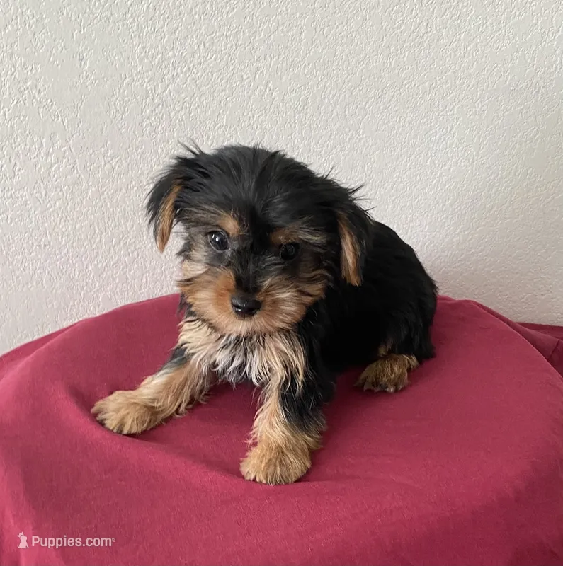 Teacup Yorkie male  – Yorkshire Terrier puppy for sale in Downey, CA