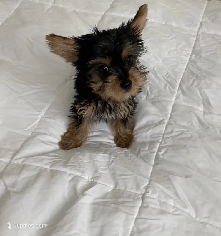 Teacup Yorkie male  – Yorkshire Terrier puppy for sale in Downey, CA