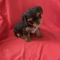 Sweetie Boy YorkiePoo , a male Yorkipoo and Yorkshire Terrier for sale in Downey, CA – 3 of 3