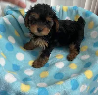 Baby girl, a female Yorkipoo for sale in Downey, CA – 1 of 2