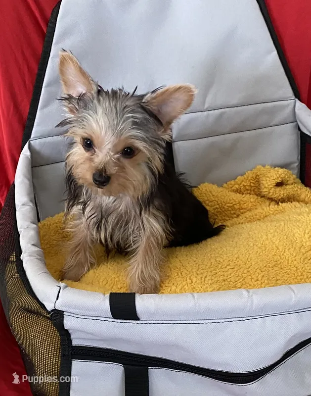 Playful Teacup Yorkie boy – Yorkshire Terrier puppy for sale in Downey, CA