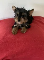 Teacup Yorkie male , a male Yorkshire Terrier for sale in Downey, CA – 3 of 3