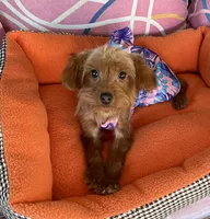Cutie Toy Yorkipoo girl, a female Yorkipoo for sale in Downey, CA – 2 of 3