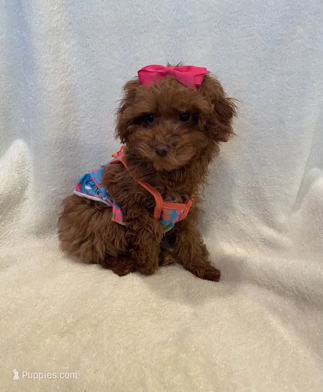 Baby girl – Poodle - Toy  puppy for sale in Downey, CA