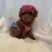 Baby girl, a female Poodle - Toy  for sale in Downey, CA – 1 of 2