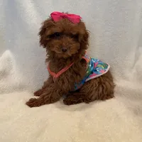 Baby girl, a female Poodle - Toy  for sale in Downey, CA – 2 of 2