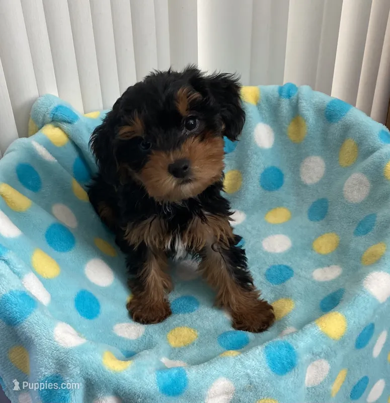 Playful boy #1 – Yorkipoo puppy for sale in Downey, CA