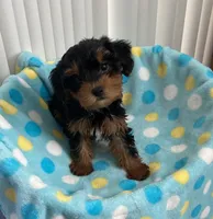 Playful boy #1, a male Yorkipoo for sale in Downey, CA – 1 of 2