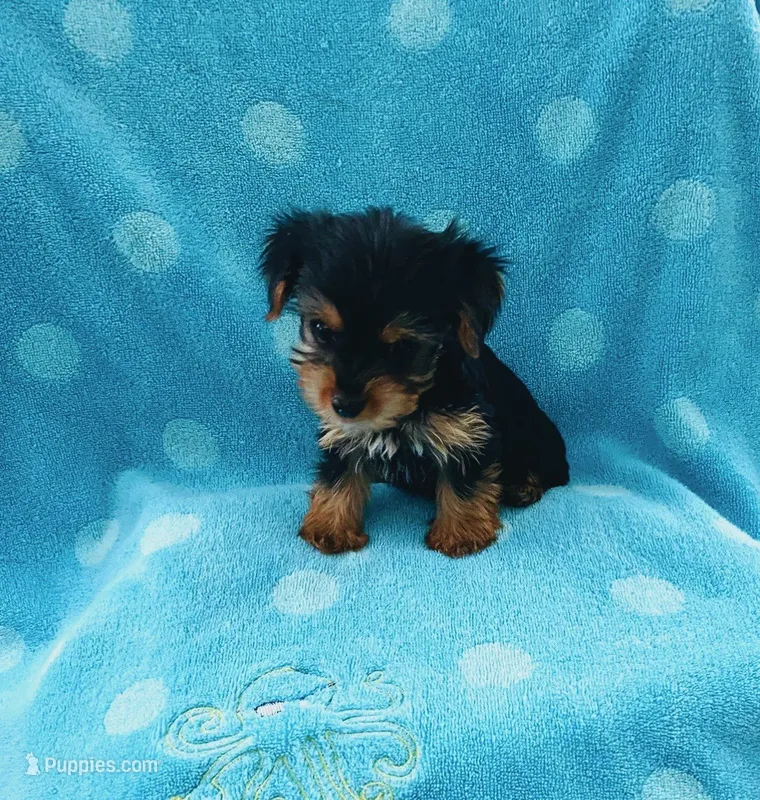Teacup Yorkie male  – Yorkshire Terrier puppy for sale in Downey, CA